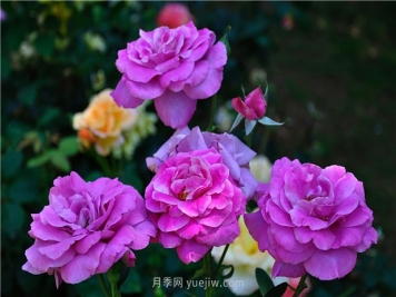 南昌滨江月季园，带你去看天下风流的江西月季花