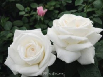 推荐9大白色系月季品种，纯净洁白的花花世界