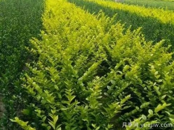 大叶黄杨的养殖护理
