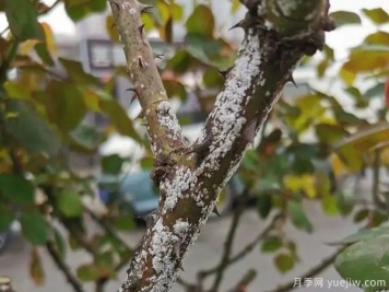 树状月季的桑盾蚧虫害有哪些伤害害，该如何防治？