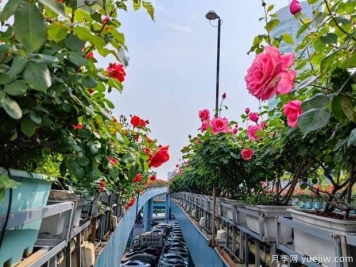 1.2万株月季盛开，南昌八一桥景观花廊拥抱春景