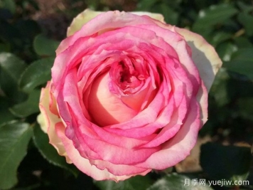 我的玫瑰月季/我的花