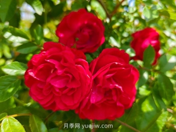 月季红木香爆花机器，花艳丽花量大花期长