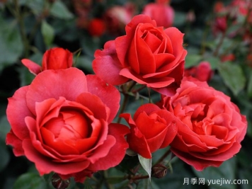 21朵玫瑰：不只是浪漫，还藏着这些深意
