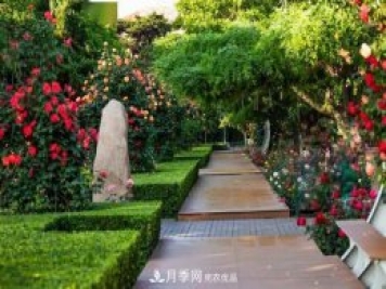 秦皇岛适合养月季花，市花和市树是什么