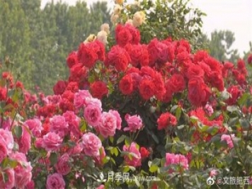 肥西县三河镇百亩树状月季园：花开正艳，产业增收