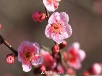 淮北市的市花是什么？月季花的花语寓意