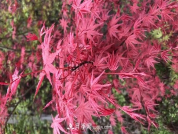 鸡爪槭和红枫的区别，叶片、枝干、花果期