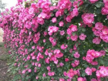 推荐3种爬藤月季，花园里轻松打造漂亮花墙